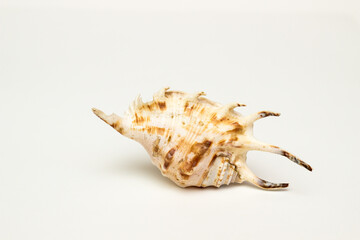 Fototapeta premium seashell and seashells on a white background