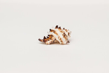seashell and seashells on a white background