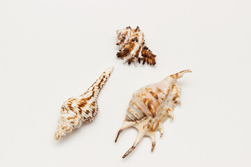 seashell and seashells on a white background