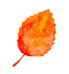 Aspen autumn leaf, watercolor illustration. Isolated on a white background