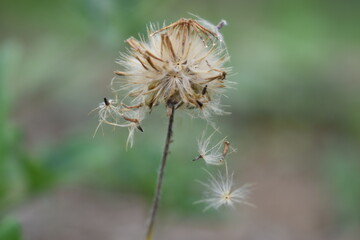 A full blown wild flower in the countryside