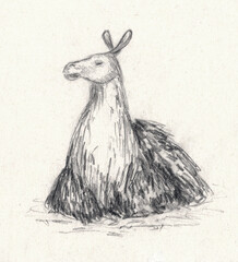 Sketch of a proud lama, charcoal illustration