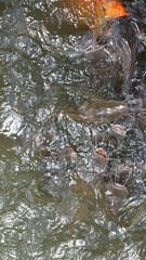 Many fierce fish are eating food.