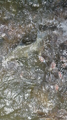 Many fierce fish are eating food.