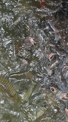 Many fierce fish are eating food.