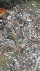 Many fierce fish are eating food.