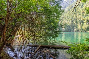 Cameron lake and  Cathedral Grove, MacMillan Provincial Park, Vancouver island, British Columbia, Canada