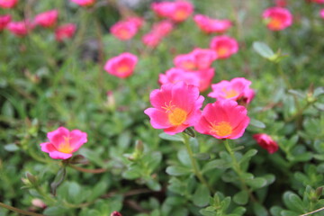 Common Purslane, Verdolaga, Pigweed, Little Hogweed or Pusley Pink in the garden.