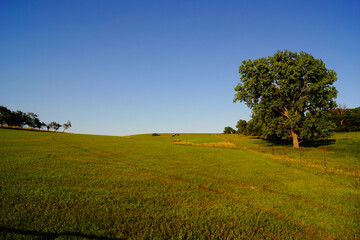 tree in the green field with ruts from a farm truck