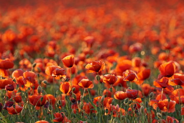 field of red poppies