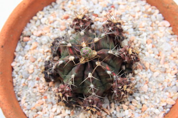Selective focus Gymnocalycium and flowers in clay pots,cactus tree mini.