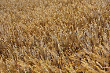 ripe wheat ears on a ripe yellow field