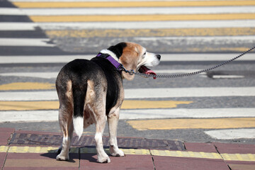 Dog on a leash standing before a pedestrian crosswalk on a city street. Concept of walking a pet in summer