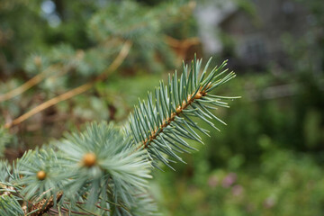 close up of pine needles