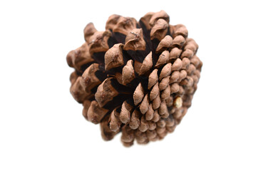 Pinecone isolated on white a white background.