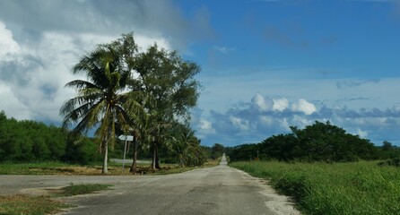 Long straight road paved with coconut trees to the North Field on the island of Tinian, Northern Mariana Islands