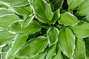 green and white hosta