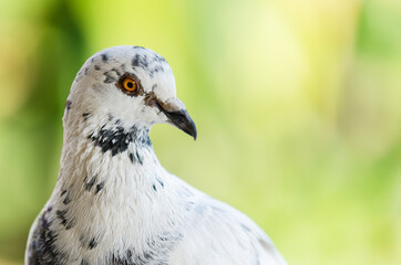 Close up portrait of a white pigeon with dark black spots and a blurred background