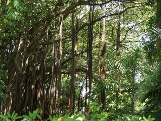 Beautiful vines hanging from trees in the lush rainforests in the jungle