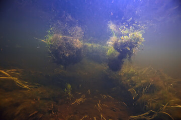 underwater landscape transparent lake / fresh water ecosystem unusual landscape under water