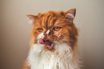 A fluffy ginger cat licks sour cream from its face. Milk tendrils. Funny red cat licks its lips.