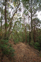 Forest with trees and fallen leaves at Kyoto mountain area in winter after typhoon
