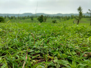 Low angle close up view of grass with blurry mountains in the background