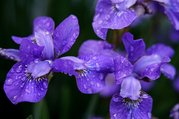 Obraz premium purple iris in the garden with water drop and dark background closeup 