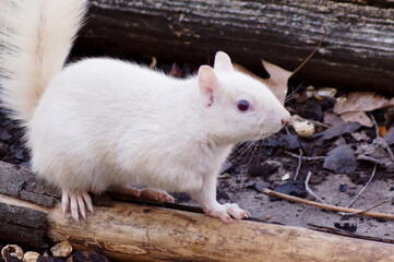 wild white albino squirrel