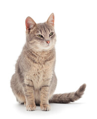 Fototapeta premium Gray house cat.