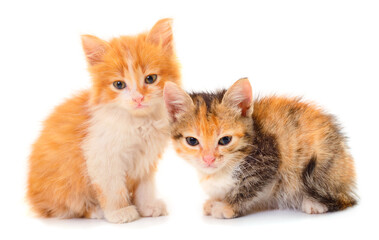 Two small kittens isolated.