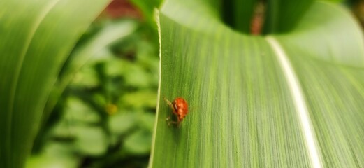 ladybird on a leaf