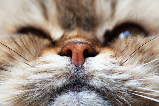 Macro de mariz, boca y bigotes de gato de raza Siberiano
