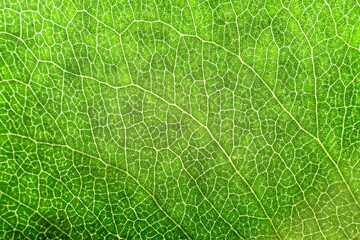 green leaf texture