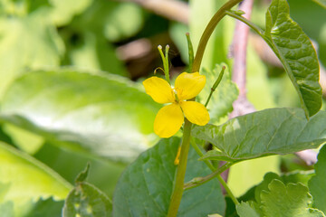 The yellow flower of the medicinal plant is celandine on a natural background. Chelidonium. Selective focus