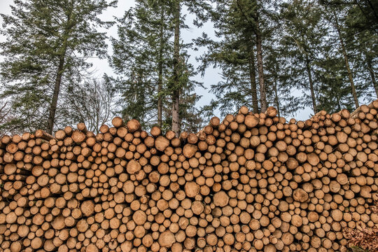 Baumst&auml;mme aufgestapelt im Wald