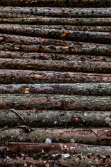 Baumstämme aufgestapelt im Wald