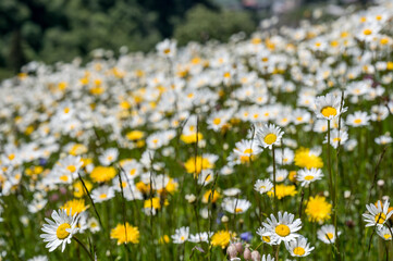 dichtes Wildblumenfeld mit Margariten im Unteralptal bei Andermatt im Frühling