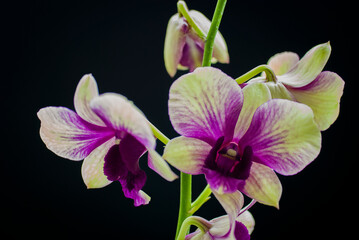 Hybrid orchid, Dendrobium Emma White x Dendrobium Burana Charming over black background with selective focus