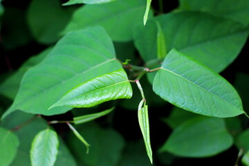 green grasshopper on a leaf