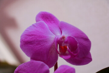 Obraz premium purple orchid