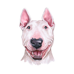 Watercolor illustration of a funny dog. Hand made character.  Portrait cute dog isolated on white background. Watercolor hand-drawn illustration. Popular breed dog.  Bull terrier - obrazy, fototapety, plakaty