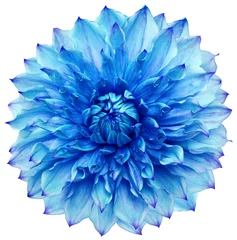 Türaufkleber dahlia flower blue. Flower isolated on a white background. No shadows with clipping path. Close-up. Nature. © nadezhda F