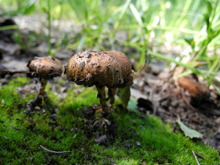Inedible toadstool mushrooms on green moss. Natural forest background.