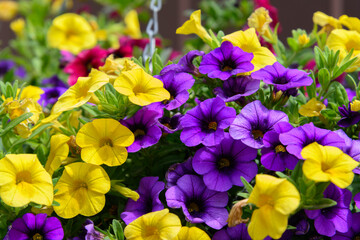 colorful spring flowers in hanging basket