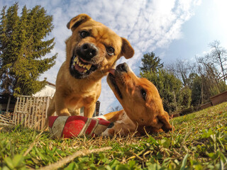 Fisheye shot of two dogs. The picture is taken from the bottom to the top. One dog has a friendly vibe and the other an aggressive one. Concept for angry dog. 