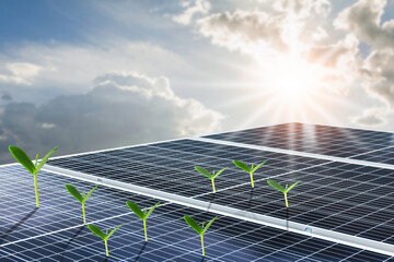 Solar panels or Solar cell in with orange sky and green plant. Alternative electricity source and energy concept