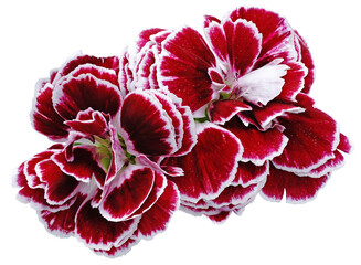 flower carnations red isolated on a white background. No shadows with clipping path. Close-up. Nature.
