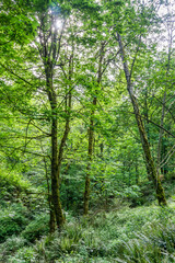 Fototapeta premium Trail In Spring 4