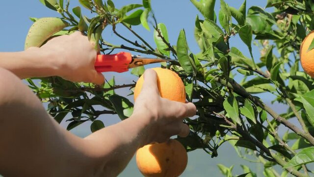 Farmer picking orange fruits from orange trees in Mediterranean